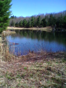 beaver_pond