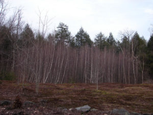 birch_trees_awakening