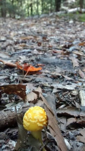 mushroom-on-forest-trail