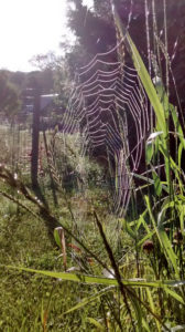 spider_web_quietude