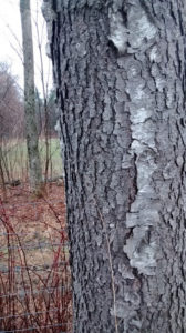 maple_tree_up_close