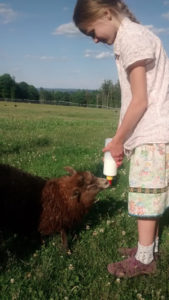 bottle_feeding_sheep