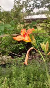 tiger_lily
