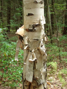 birch_tree