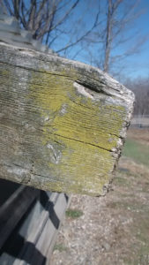 moss_on_board