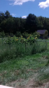 sunflowers-at-a-disance