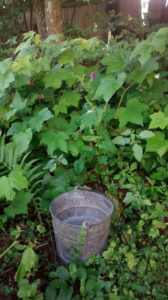 bucket in thimbleberry