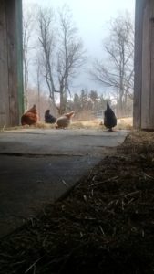 chickens at the barn door