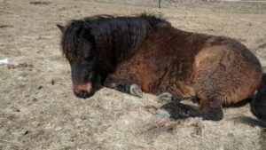 pony_at_rest