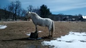 pony_showing_off