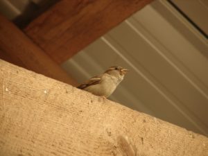 wren_in_the_barn
