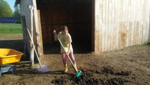 mucking the pasture