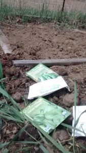 planting