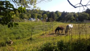 grazing_horses