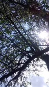 light_apple_tree