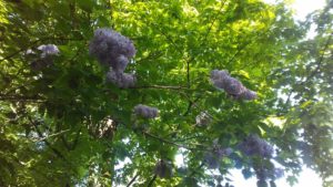 sideyard lilac