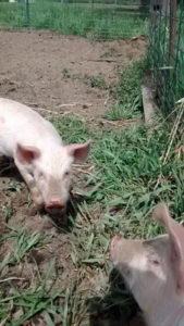 piglets