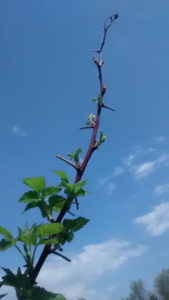raspberry_bush_ascending