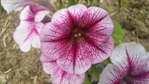 love_blooms