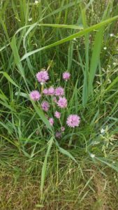 volunteer chives