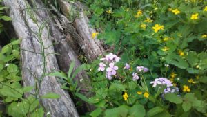 fallen_apple_tree_blossoms