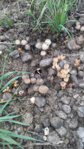 mushrooms