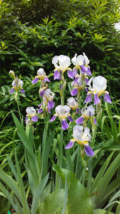 Irises_I_is_a_detail