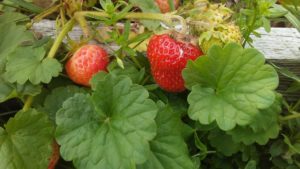 strawberries