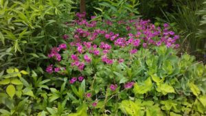 bursting_flowers