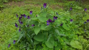 more violets