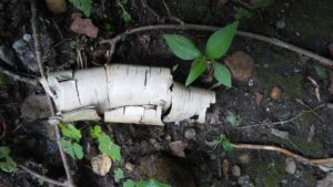 birch_bark_scroll