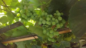 grape_arbor
