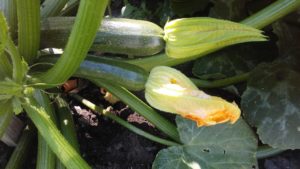 young_zucchini