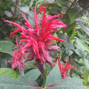 bee_balm