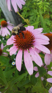 bee_on_blossom