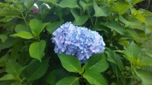 blue_hydrangea