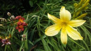 life_death_flowers