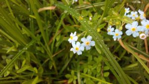 forget_me_nots