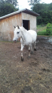 apaloosa_cross