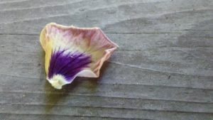 fallen_petals