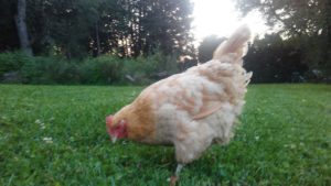 old_chicken