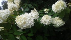 godly_flowers