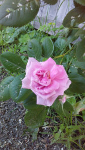 volunteer_rose