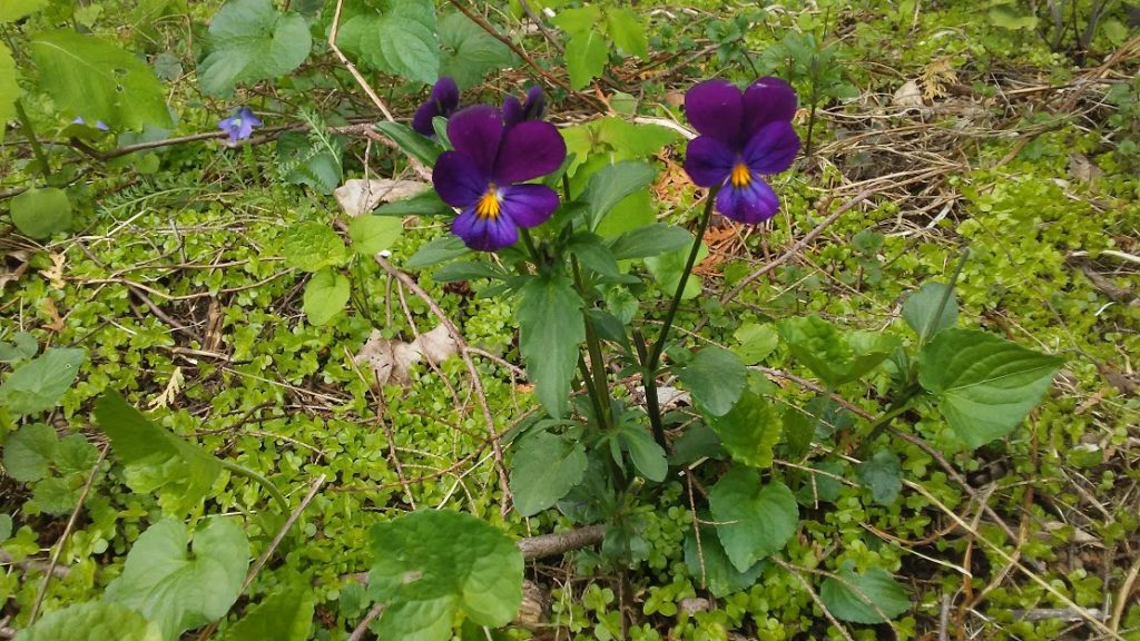 wild_violets