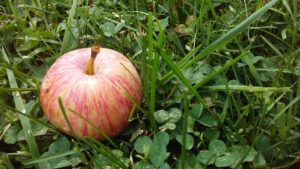 fallen_apple