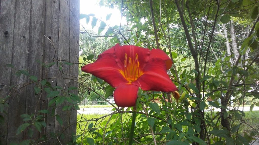 red lily paradox of desire