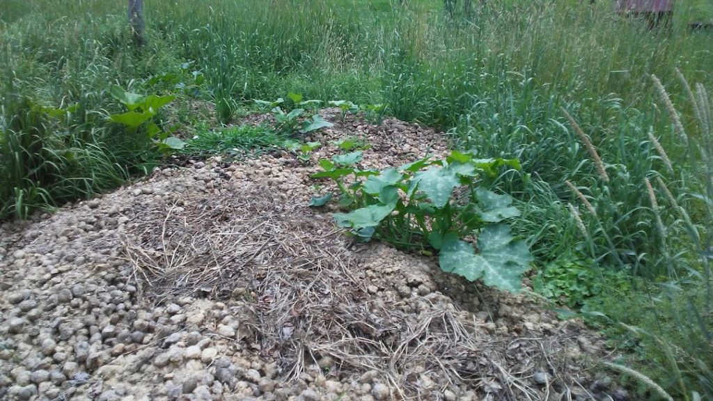squash_plants