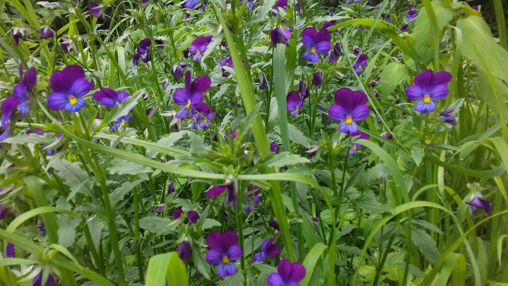 summer_violets_and_self
